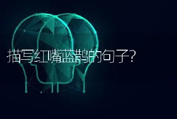 描写红嘴蓝鹊的句子？