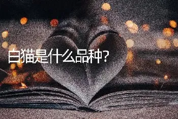 白猫是什么品种？