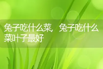 兔子吃什么菜，兔子吃什么菜叶子最好