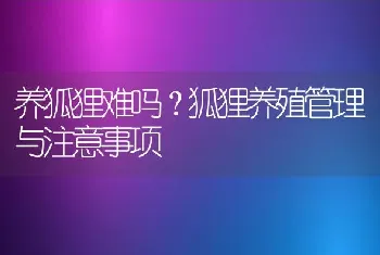 养狐狸难吗？狐狸养殖管理与注意事项