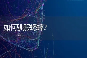 和狗狗分开三个月，它还能认识我吗？