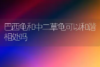 巴西龟和中二草龟可以和谐相处吗