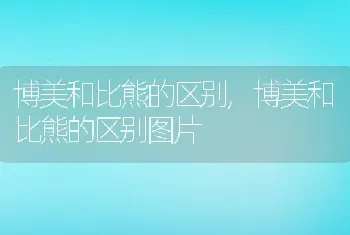 博美和比熊的区别，博美和比熊的区别图片