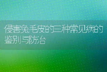 围网养殖黄鳝技术