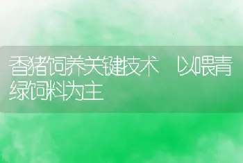 香猪饲养关键技术 以喂青绿饲料为主