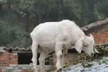 养羊技术之提高母山羊繁殖率