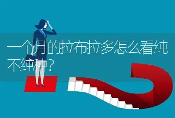 一个月的拉布拉多怎么看纯不纯种？