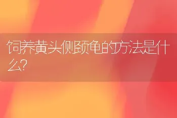 饲养黄头侧颈龟的方法是什么？