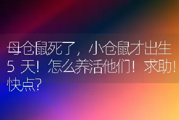 母仓鼠死了，小仓鼠才出生5天！怎么养活他们！求助！快点？