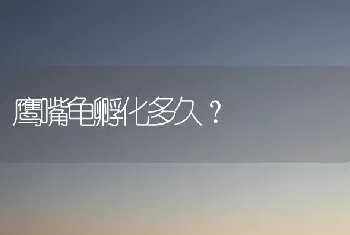 鹰嘴龟孵化多久？