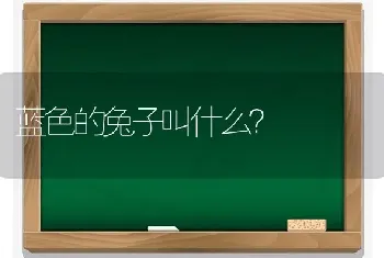 蓝色的兔子叫什么？