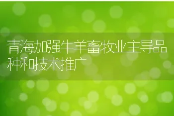 青海加强牛羊畜牧业主导品种和技术推广