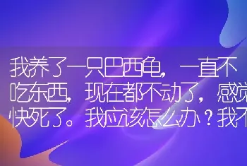 我养了一只巴西龟，一直不吃东西，现在都不动了，感觉快死了。我应该怎么办？我不想它死掉？