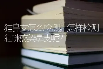 猫鼻支怎么检测，怎样检测猫咪感染鼻支呢？