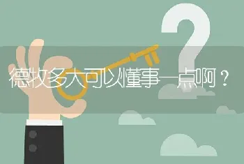 德牧多大可以懂事一点啊？