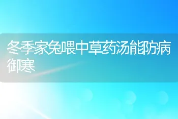 冬季家兔喂中草药汤能防病御寒