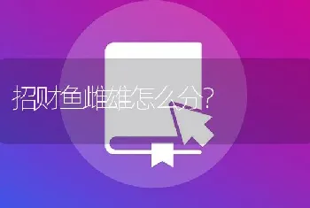 招财鱼雌雄怎么分？