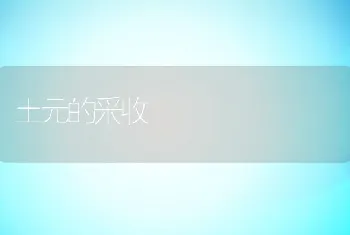 土元的采收