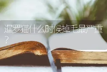 暹罗猫什么时候掉毛最严重？