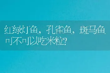 红绿灯鱼，孔雀鱼，斑马鱼可不可以吃米粒？