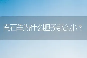 南石龟为什么胆子那么小？