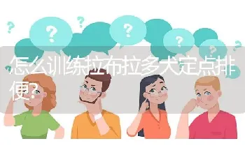 怎么训练拉布拉多犬定点排便？