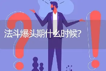 法斗爆头期什么时候？