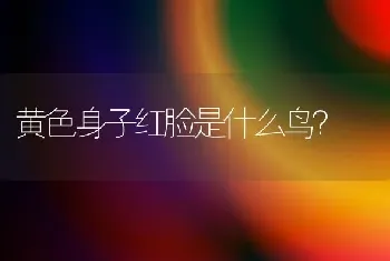 金毛如何训练？