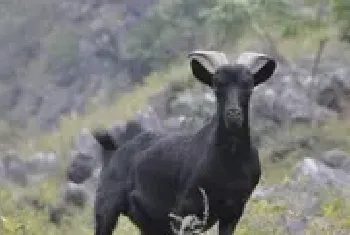 马山黑山羊在广西叫响