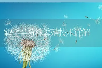 鹤望兰分株繁殖技术详解