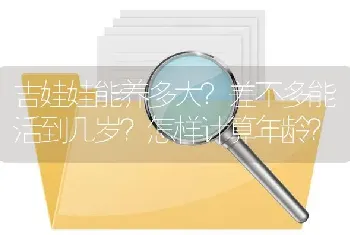 吉娃娃能养多大？差不多能活到几岁？怎样计算年龄？