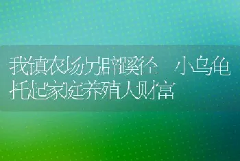 我镇农场另辟蹊径 小乌龟托起家庭养殖大财富