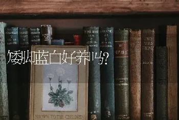 矮脚蓝白好养吗？