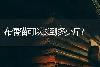 布偶猫可以长到多少斤？