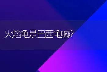 火焰龟是巴西龟嘛？