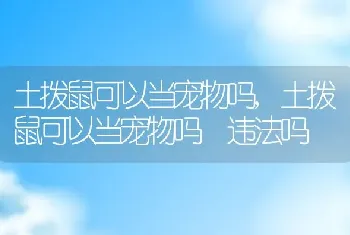 土拨鼠可以当宠物吗，土拨鼠可以当宠物吗 违法吗