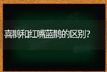 喜鹊和红嘴蓝鹊的区别？