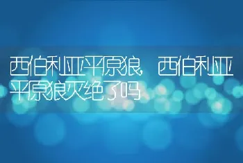 西伯利亚平原狼，西伯利亚平原狼灭绝了吗