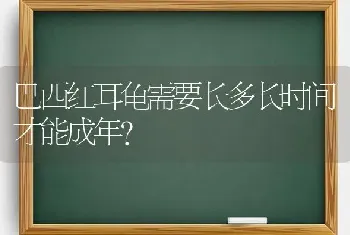 巴西红耳龟需要长多长时间才能成年？