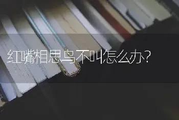 红嘴相思鸟不叫怎么办？