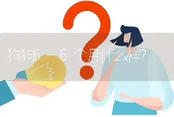 狗狗5-6个月什么样？