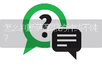 怎么判断萨摩耶的种纯不纯？