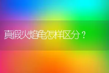 真假火焰龟怎样区分？