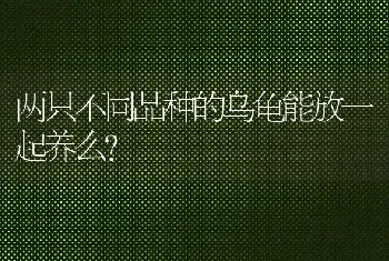 拉布拉多多久可以喂成犬狗粮？