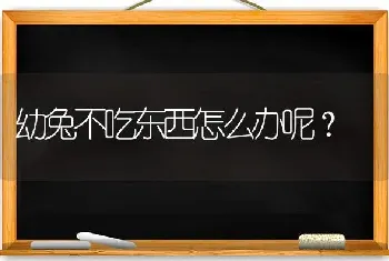 幼兔不吃东西怎么办呢？