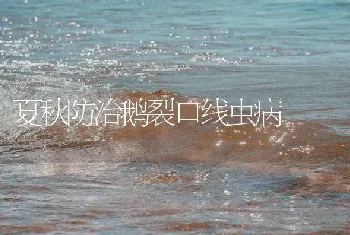 夏秋防治鹅裂口线虫病