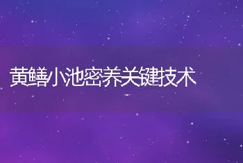 黄鳝小池密养关键技术