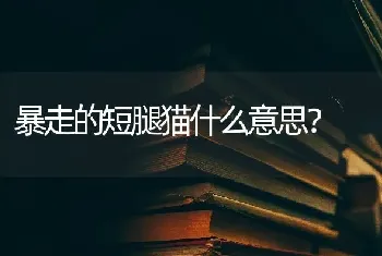 暴走的短腿猫什么意思？