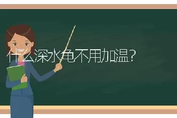 什么深水龟不用加温？