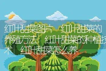 红叶甜菜图片红叶甜菜的养殖方法|红叶甜菜的种植技术|红叶甜菜怎么养